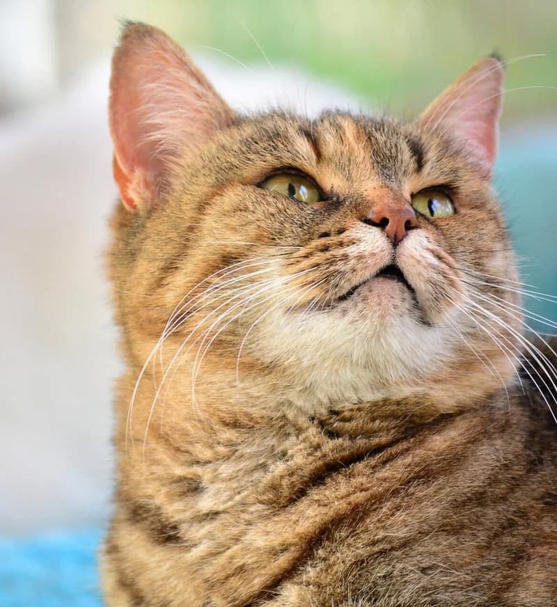 NICKI, female 3yo European Shorthair for adoption at Stichting NKM Dog & Cat Rescue Team, Tiel (NL-wide)