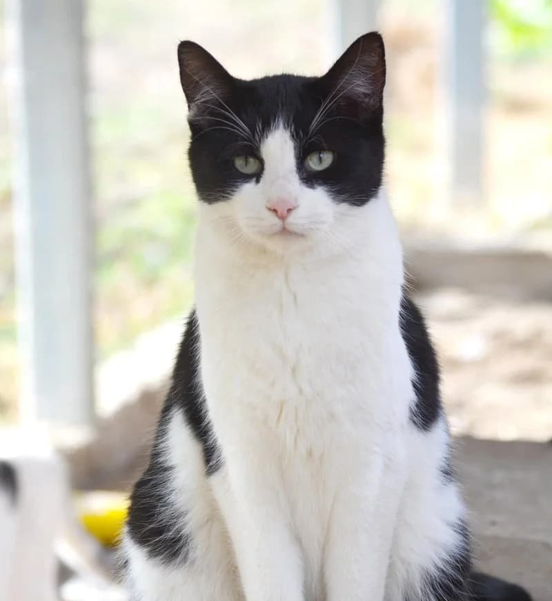 PABLO, male young European Shorthair for adoption at Stichting NKM Dog & Cat Rescue Team, Tiel (NL-wide)