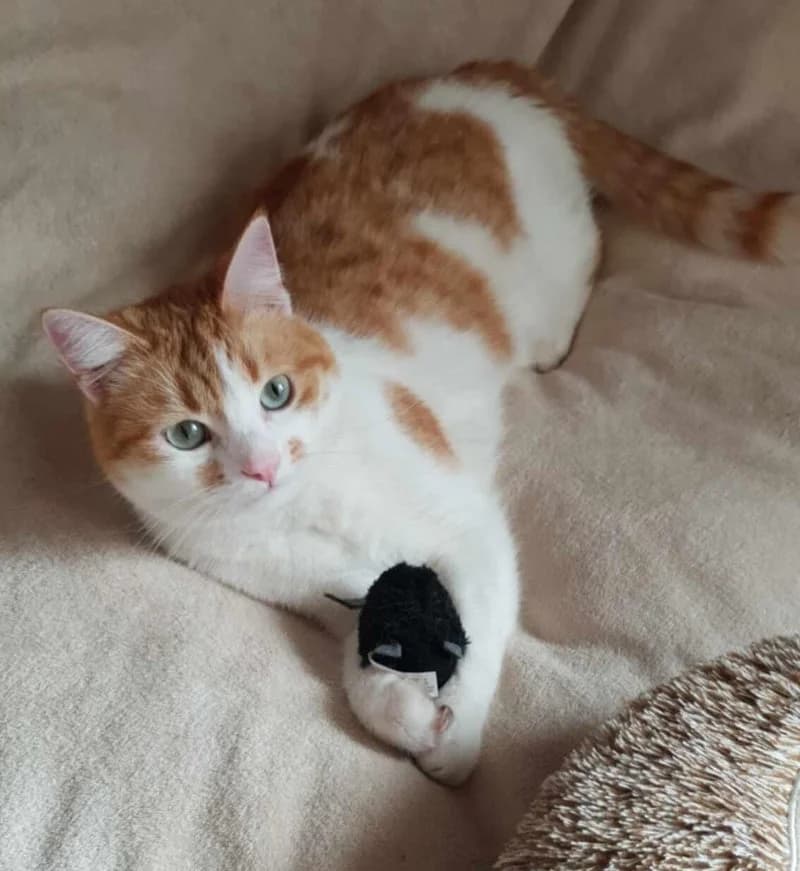 RICCI, male young European Shorthair for adoption at Stichting NKM Dog & Cat Rescue Team, Tiel (NL-wide)