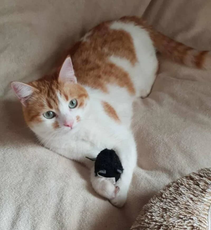 RICCI, male young European Shorthair for adoption at Stichting NKM Dog & Cat Rescue Team, Tiel (NL-wide)