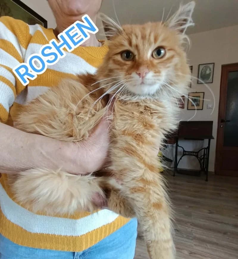 ROSHEN, male puppy mixed breed for adoption at Stichting NKM Dog & Cat Rescue Team, Tiel (NL-wide)