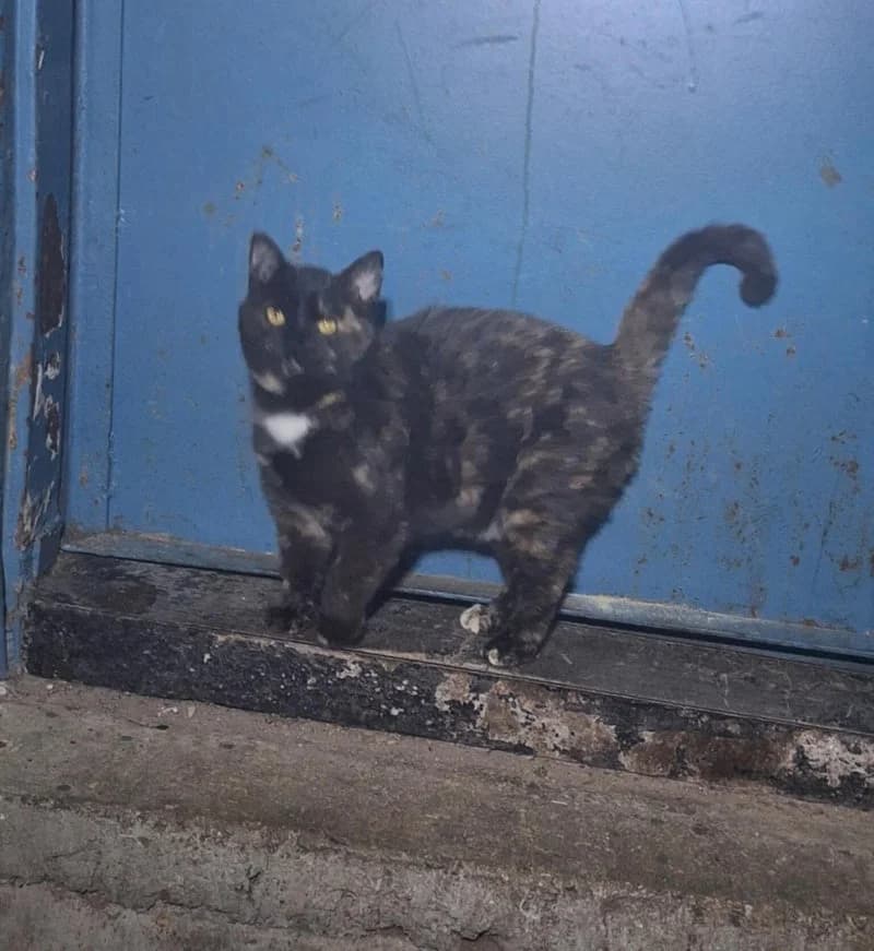SISSI, female young European Shorthair for adoption at Stichting NKM Dog & Cat Rescue Team, Tiel (NL-wide)