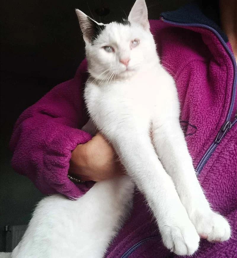 THEO, zwart male young European Shorthair for adoption at Stichting NKM Dog & Cat Rescue Team, Tiel (NL-wide)