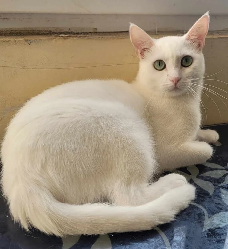 TICTAC, female 3yo European Shorthair for adoption at Stichting NKM Dog & Cat Rescue Team, Tiel (NL-wide)