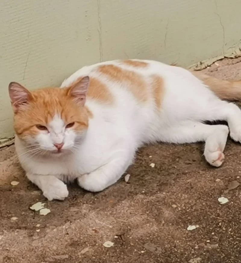 TOM, male 6yo European Shorthair for adoption at Stichting NKM Dog & Cat Rescue Team, Tiel (NL-wide)