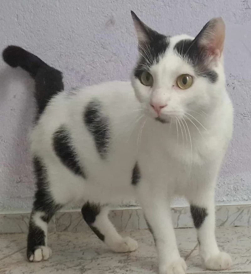 TOMAS, male young European Shorthair for adoption at Stichting NKM Dog & Cat Rescue Team, Tiel (NL-wide)