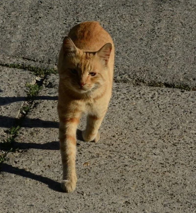ZLATKO, male 4yo European Shorthair for adoption at Stichting NKM Dog & Cat Rescue Team, Tiel (NL-wide)