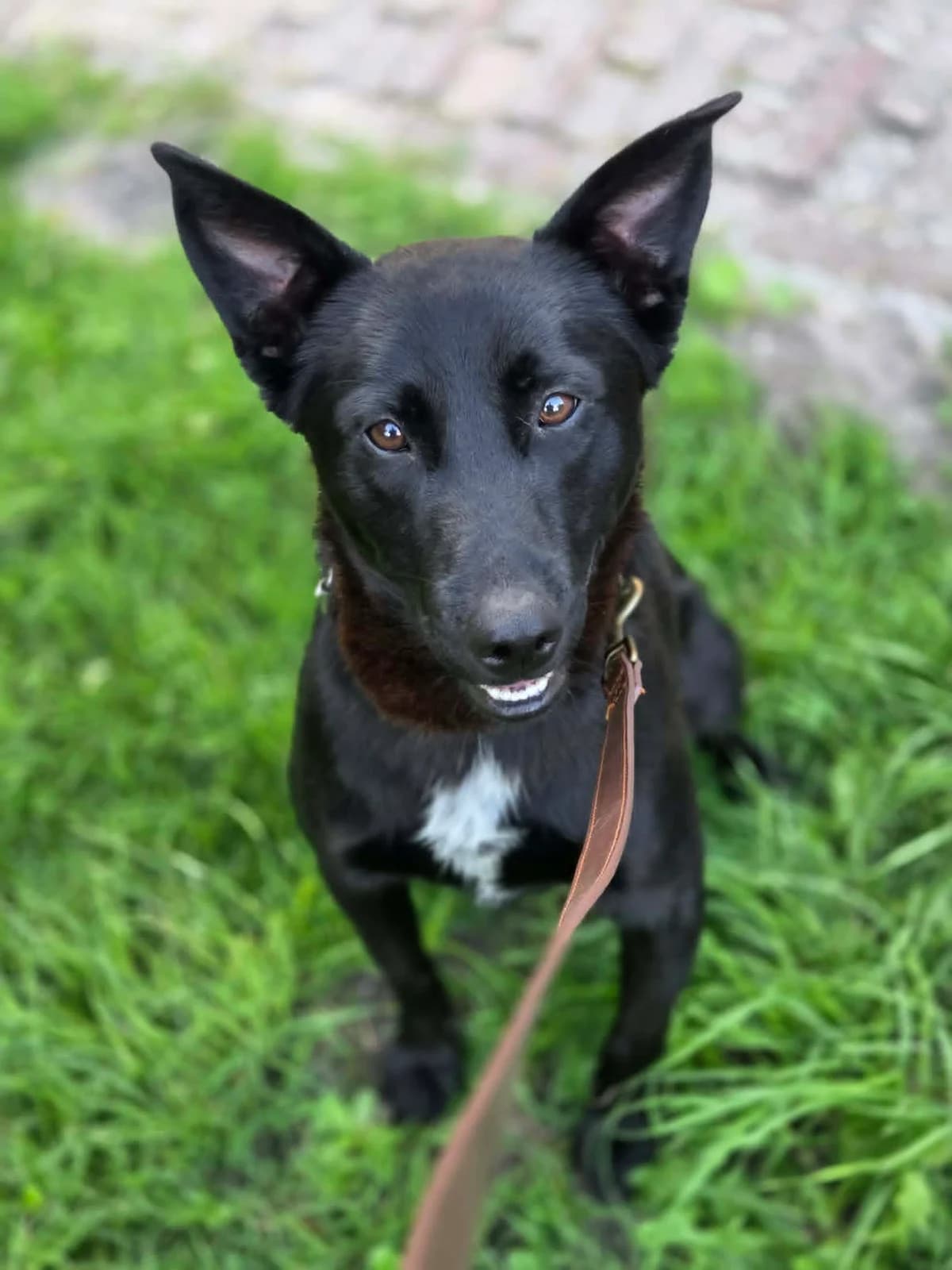 Benzi, male young mixed breed for adoption at Nomadenhof Sneek, CM Sneek