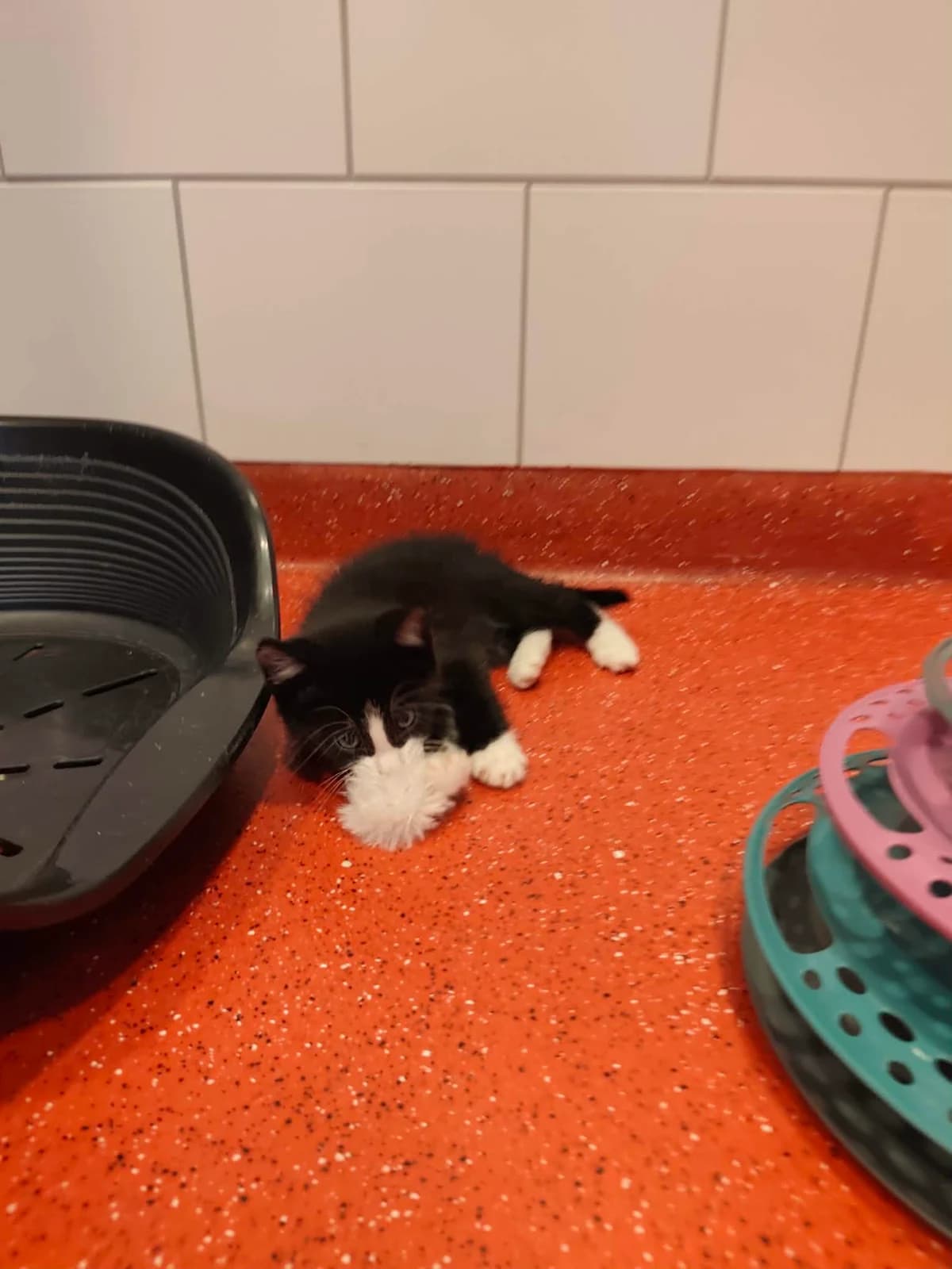 King en Kai, zwart male mixed breed for adoption at Nomadenhof Sneek, CM Sneek