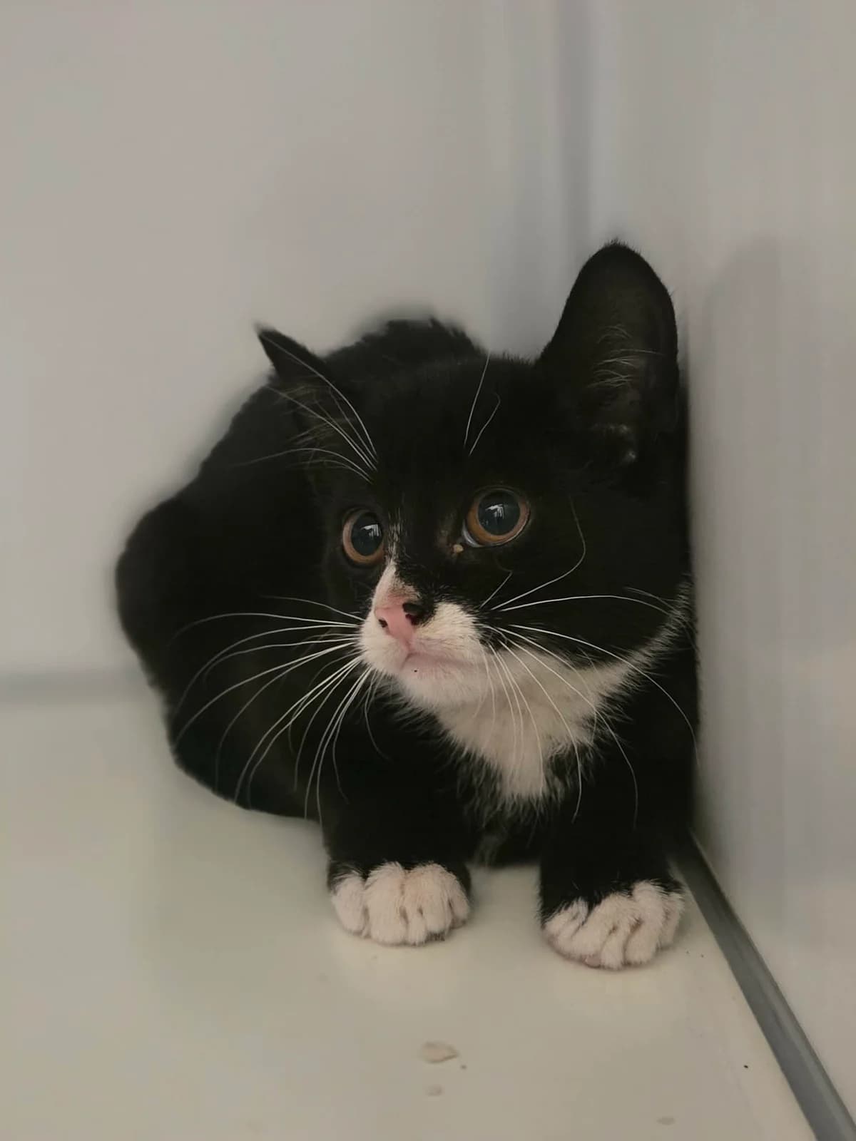 Kitten Chasta, female puppy mixed breed for adoption at Nomadenhof Sneek, CM Sneek