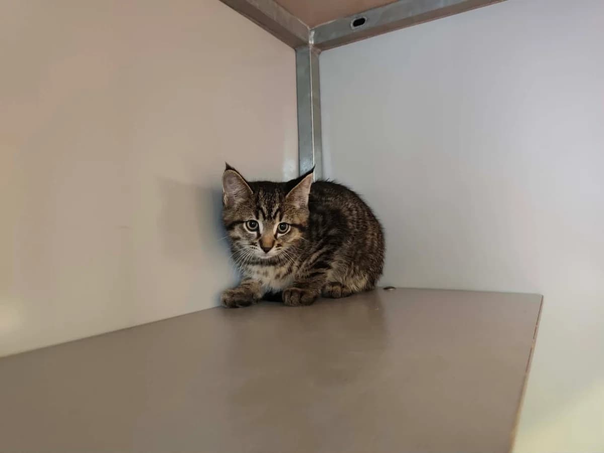 Kitten Falafel, male puppy European Shorthair for adoption at Nomadenhof Sneek, CM Sneek
