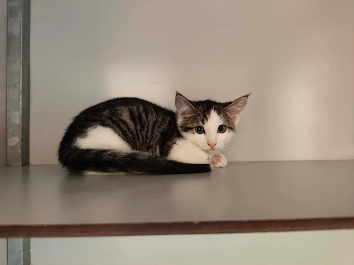 Kitten Frietje, male puppy European Shorthair for adoption at Nomadenhof Sneek, CM Sneek