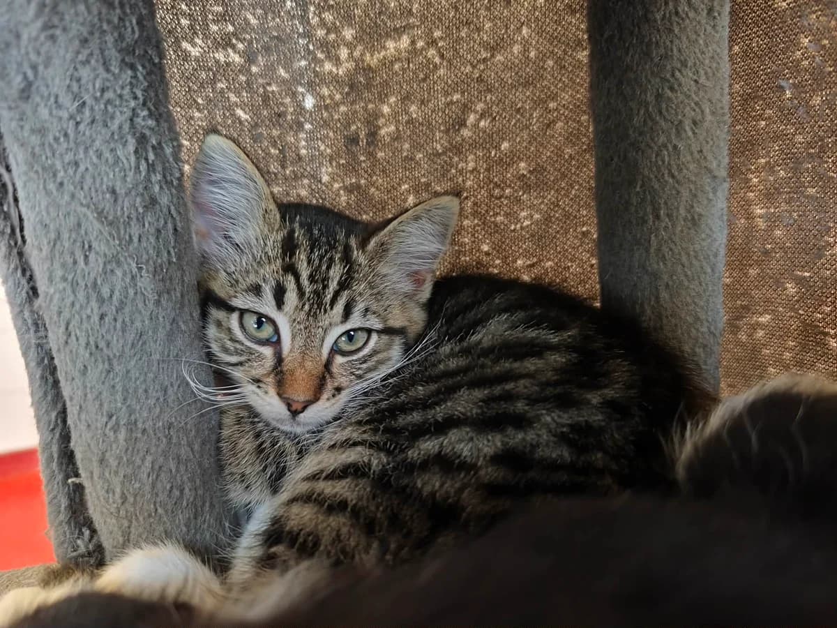 Kitten Fristi, female puppy European Shorthair for adoption at Nomadenhof Sneek, CM Sneek