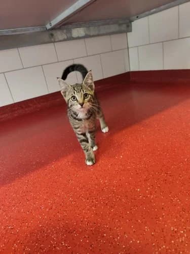 Kitten Indy, female puppy mixed breed for adoption at Nomadenhof Sneek, CM Sneek