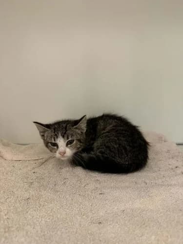 Kitten Ocean, female puppy mixed breed for adoption at Nomadenhof Sneek, CM Sneek