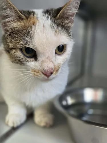 Zanna, female young European Shorthair for adoption at Nomadenhof Sneek, CM Sneek