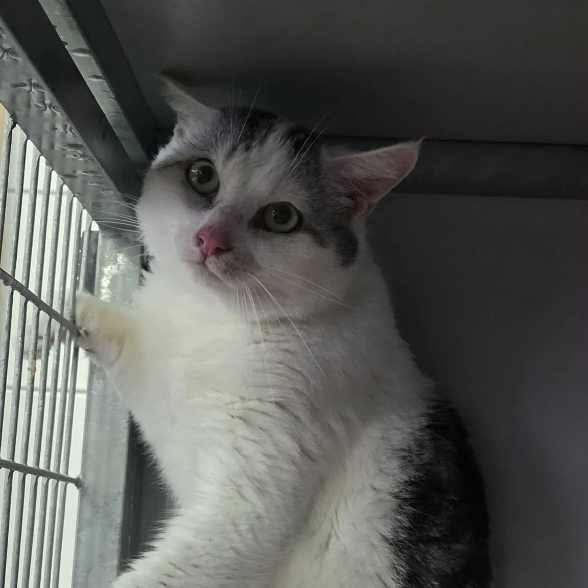 Koda, male 3yo mixed breed for adoption at Nomadenhof Sneek, CM Sneek
