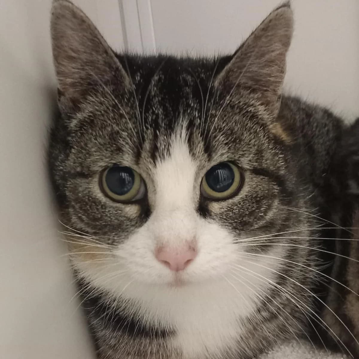 Mams Oxana, male 3yo mixed breed for adoption at Nomadenhof Sneek, CM Sneek
