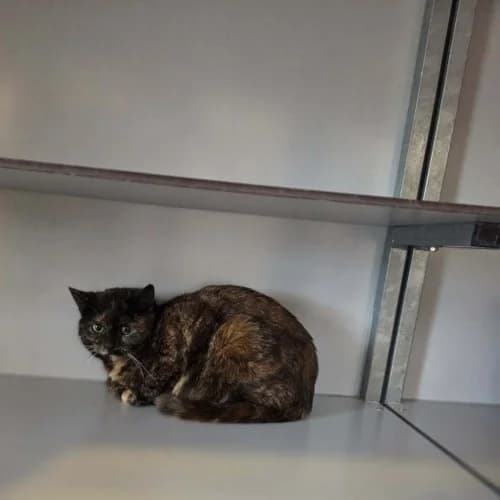 Mams Oxana, male 3yo mixed breed for adoption at Nomadenhof Sneek, CM Sneek