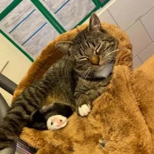 Micky, male young European Shorthair for adoption at Nomadenhof Sneek, CM Sneek