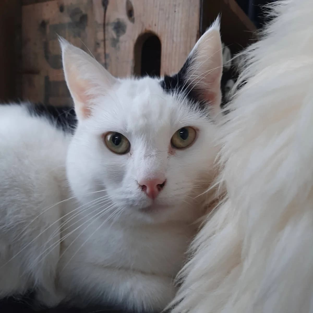 Muppet, female senior mixed breed for adoption at Nomadenhof Sneek, CM Sneek