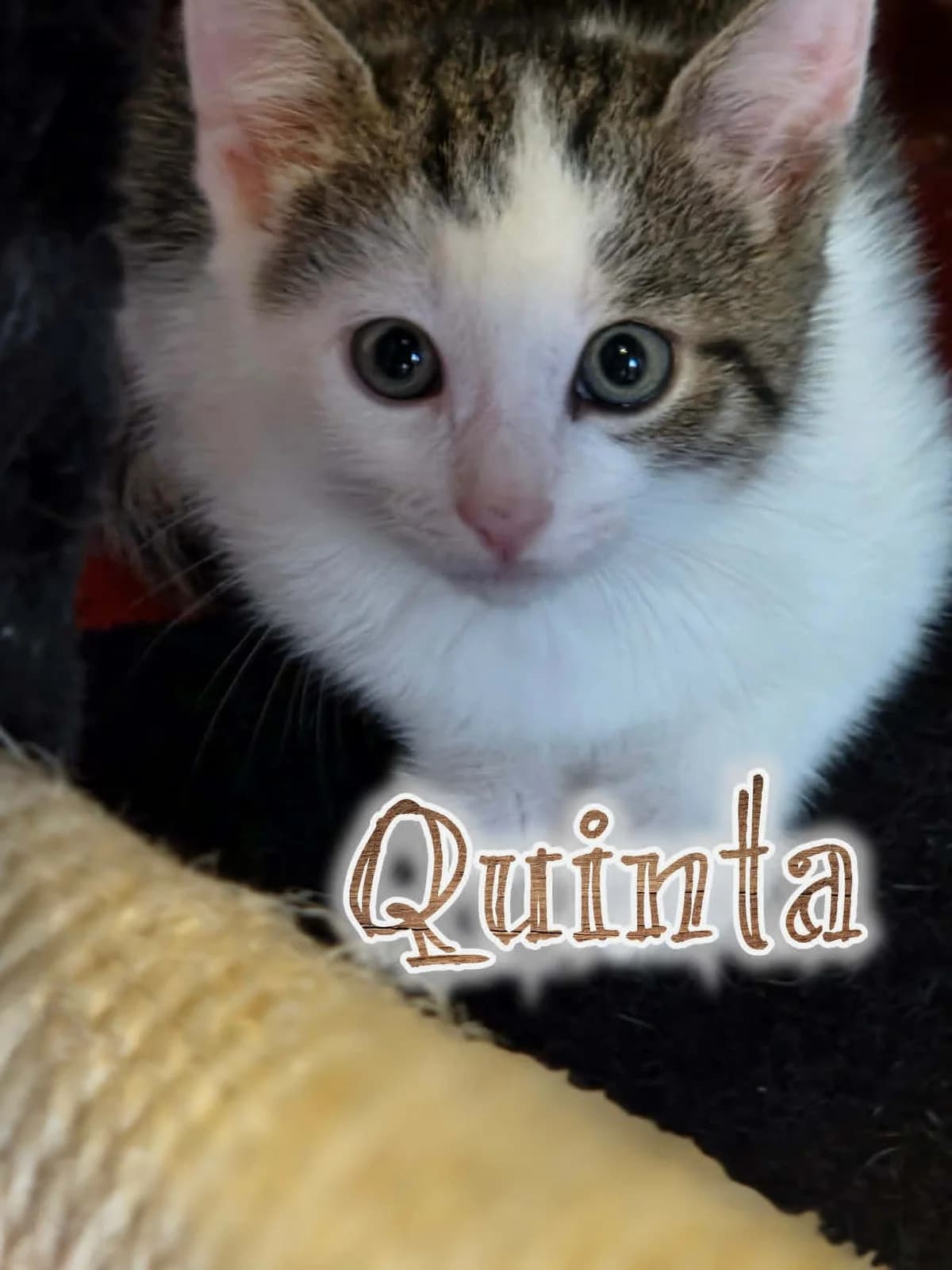 Quinta & Qeauty, female puppy mixed breed for adoption at Nomadenhof Sneek, CM Sneek