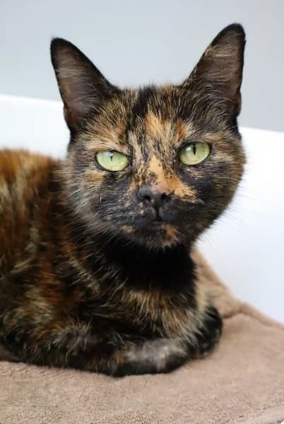 Xena, female young mixed breed for adoption at Nomadenhof Sneek, CM Sneek
