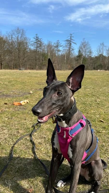 Magic, Greyhound for adoption at NVAW - Asiel Windhonden