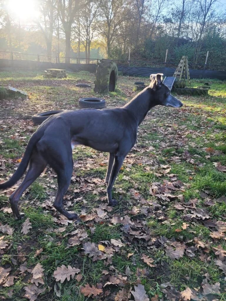 Taxi/Peppi, male Whippet for adoption at NVAW - Asiel Windhonden
