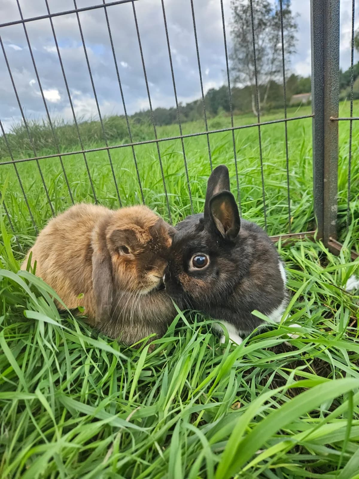 Devon & Cheddar, 3yo Mixed Breed for adoption at Opvangcentrum De Maashorst, Maashorst