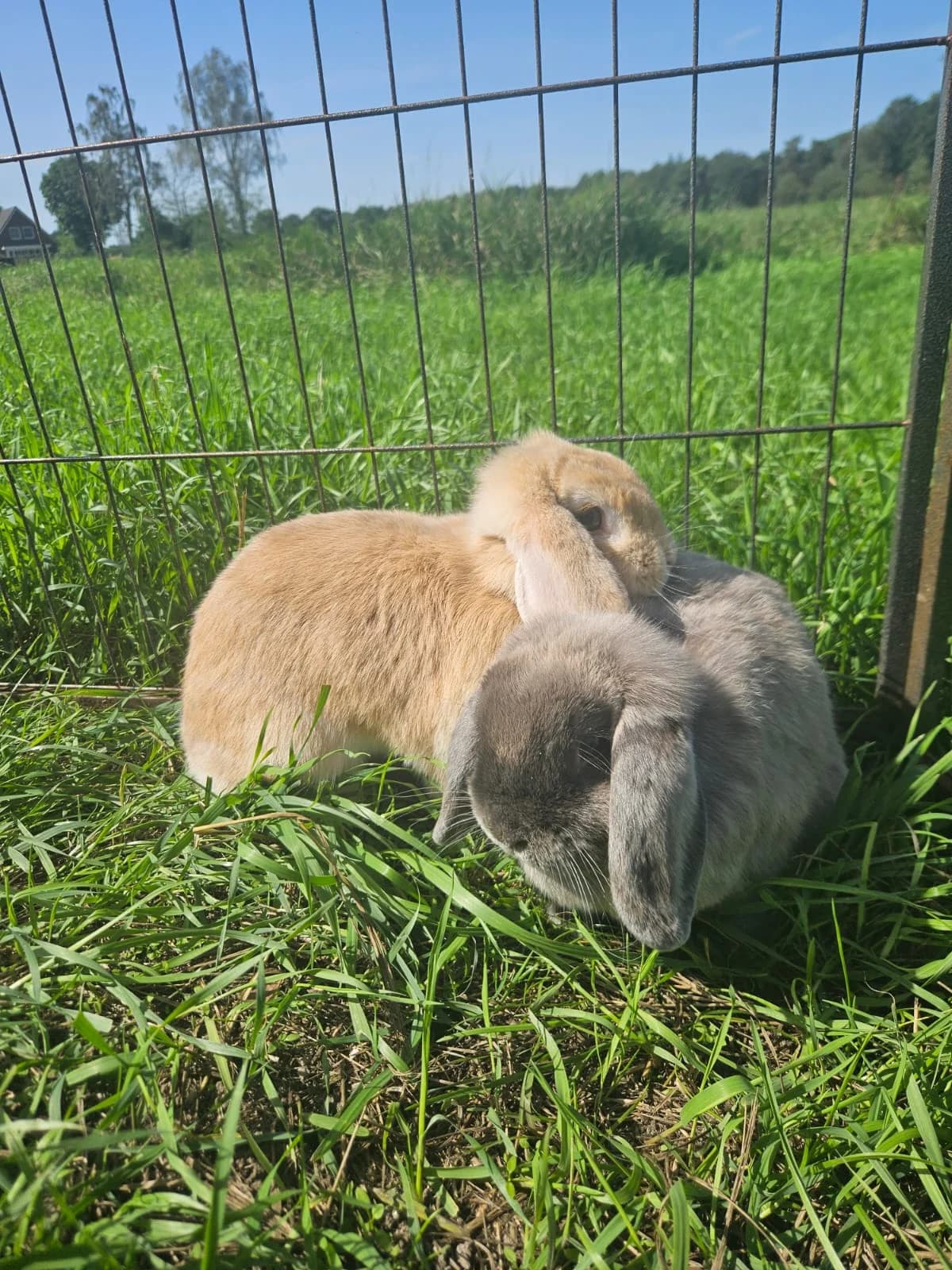 Mhanee & Khoa, young Mixed Breed for adoption at Opvangcentrum De Maashorst, Maashorst