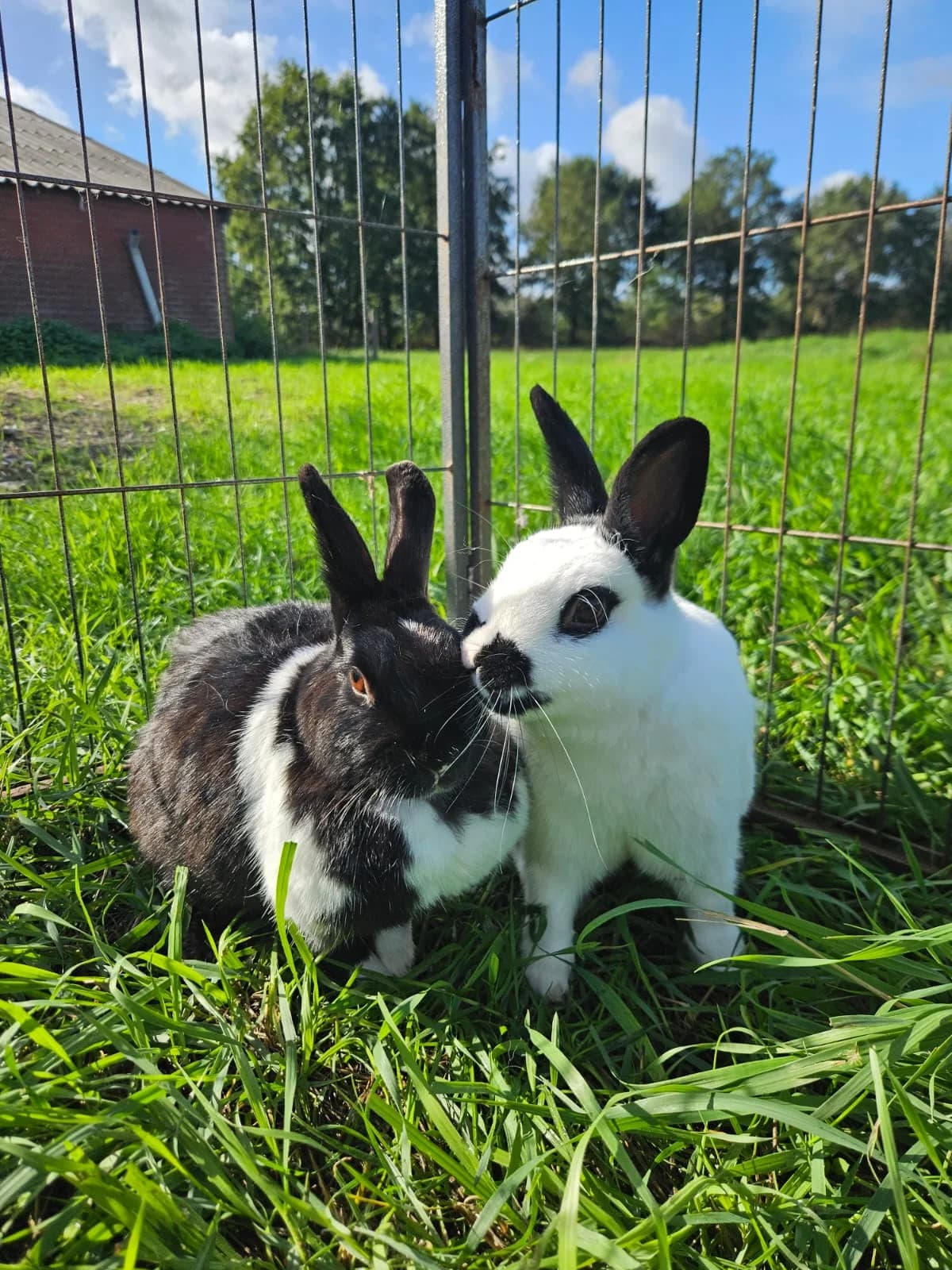 Roos & Fred, 4yo Mixed Breed for adoption at Opvangcentrum De Maashorst, Maashorst