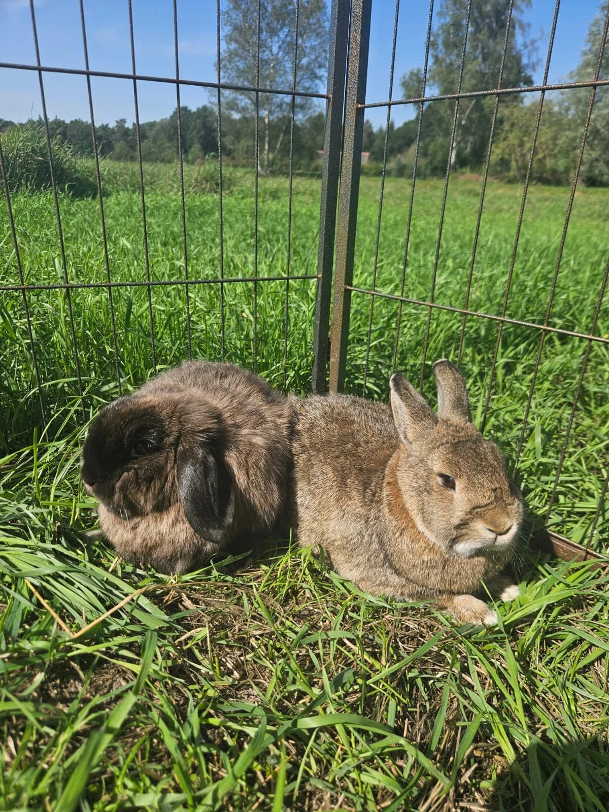 Singapura & Moncler, 3yo Mixed Breed for adoption at Opvangcentrum De Maashorst, Maashorst