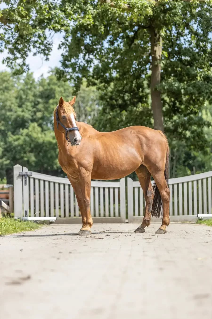 London, female senior Mixed Breed for adoption at Paard zoekt baas, Ambt Delden