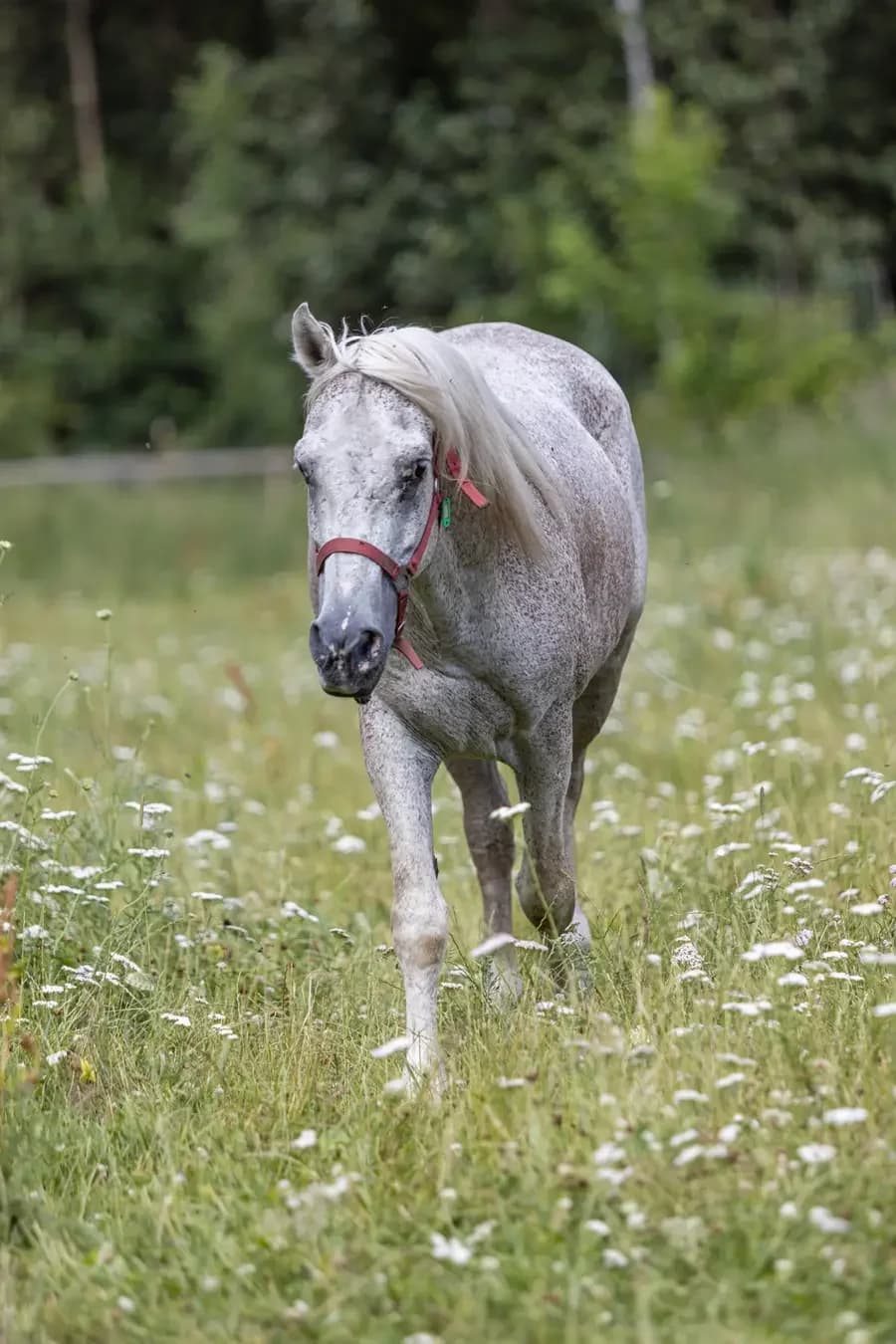 Tapas, goud male senior mixed breed for adoption at Paard zoekt baas, Ambt Delden
