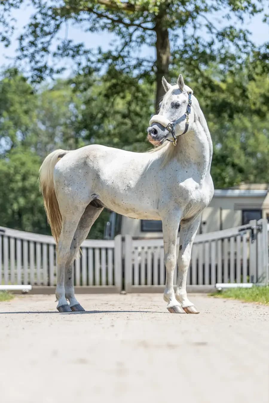 Tirumala, male senior mixed breed for adoption at Paard zoekt baas, Ambt Delden