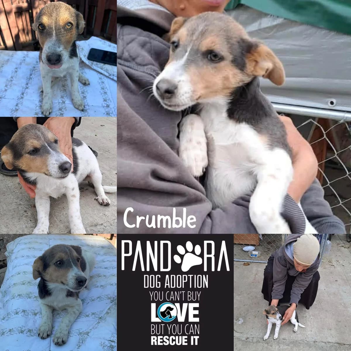 Crumble, puppy Mixed Breed for adoption at Stichting Pandora