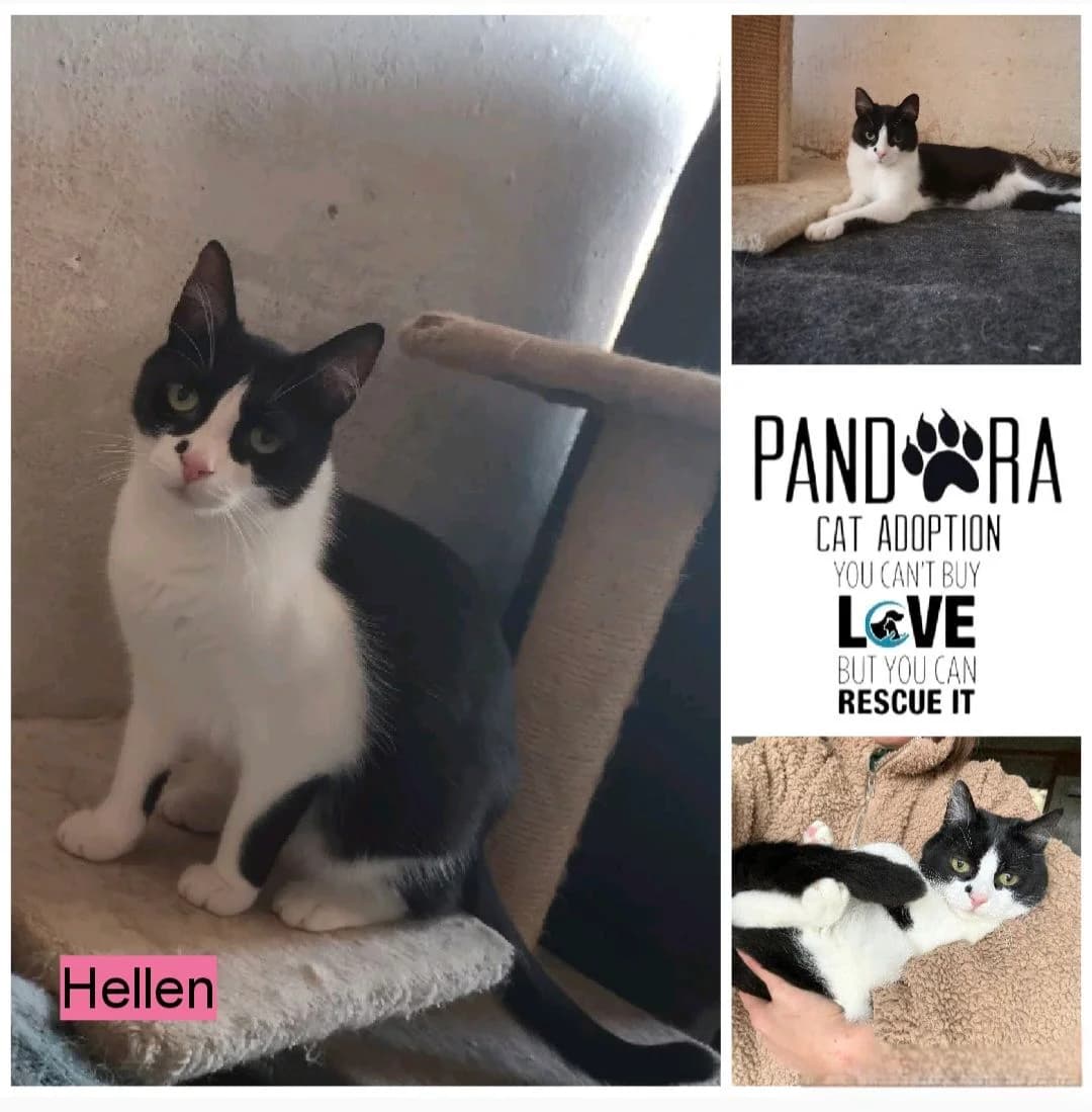Hellen, young Mixed Breed for adoption at Stichting Pandora