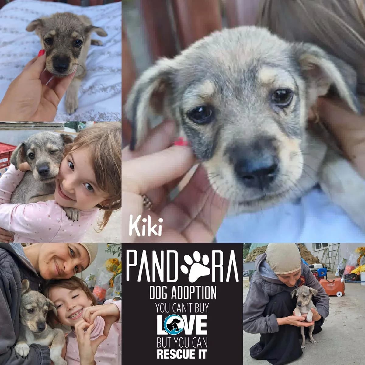 Kiki, puppy Mixed Breed for adoption at Stichting Pandora
