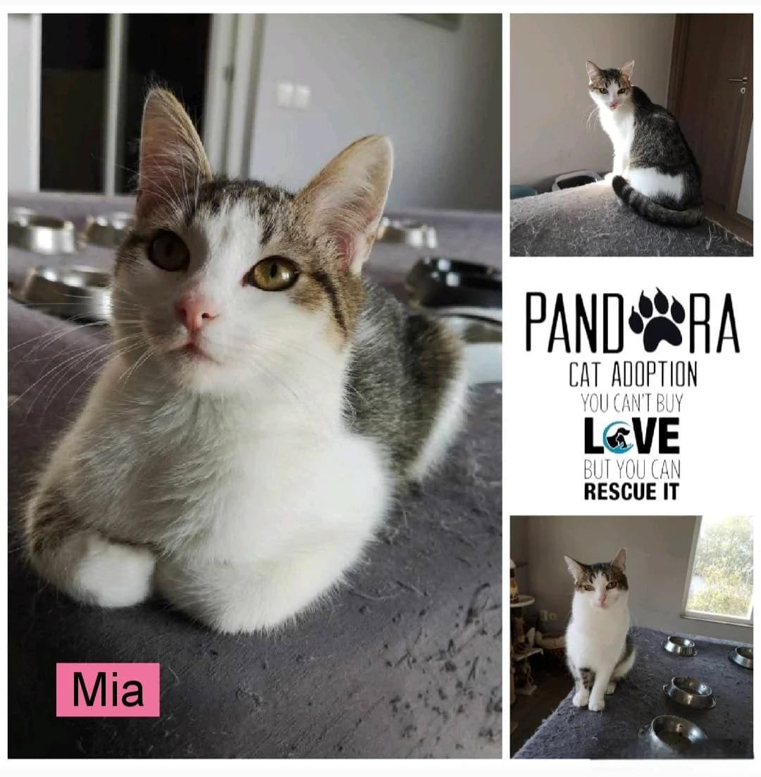 Mia, young Mixed Breed for adoption at Stichting Pandora