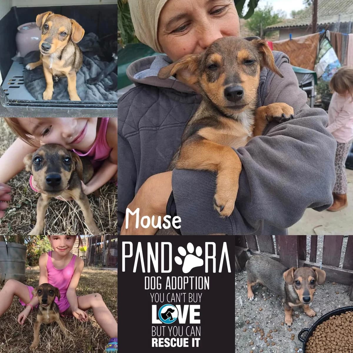 Mouse, puppy Mixed Breed for adoption at Stichting Pandora