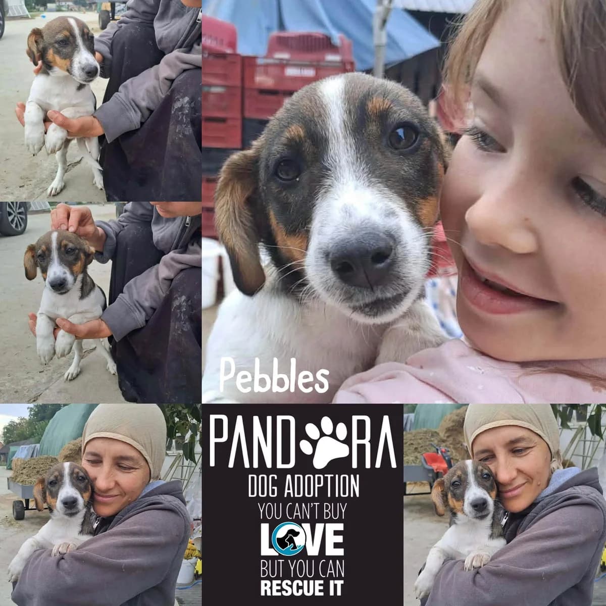 Pebbles, puppy Mixed Breed for adoption at Stichting Pandora