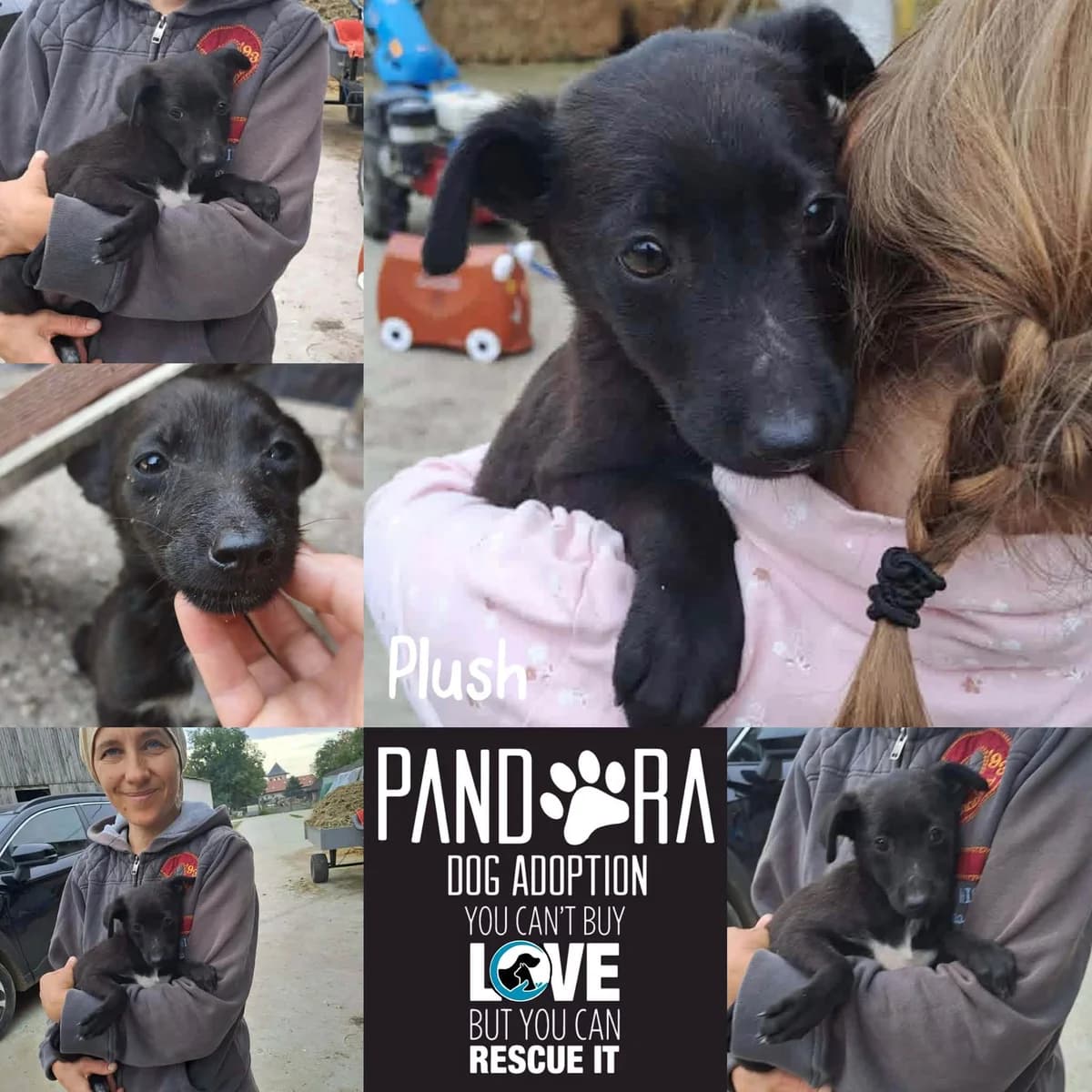 Plush, puppy Mixed Breed for adoption at Stichting Pandora