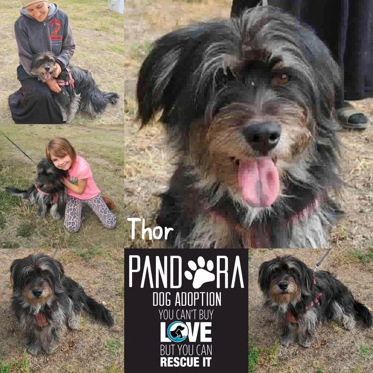 Thor, young Mixed Breed for adoption at Stichting Pandora