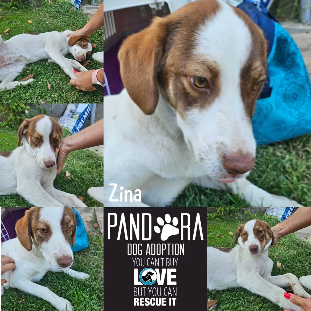 Zina, young Mixed Breed for adoption at Stichting Pandora