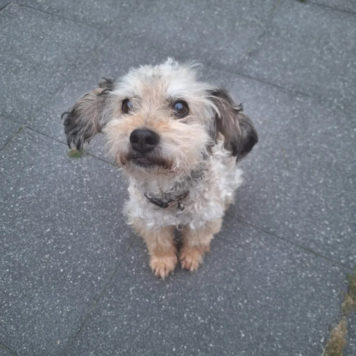 Bobson, male senior Mixed Breed for adoption at Stichting Perro&Co