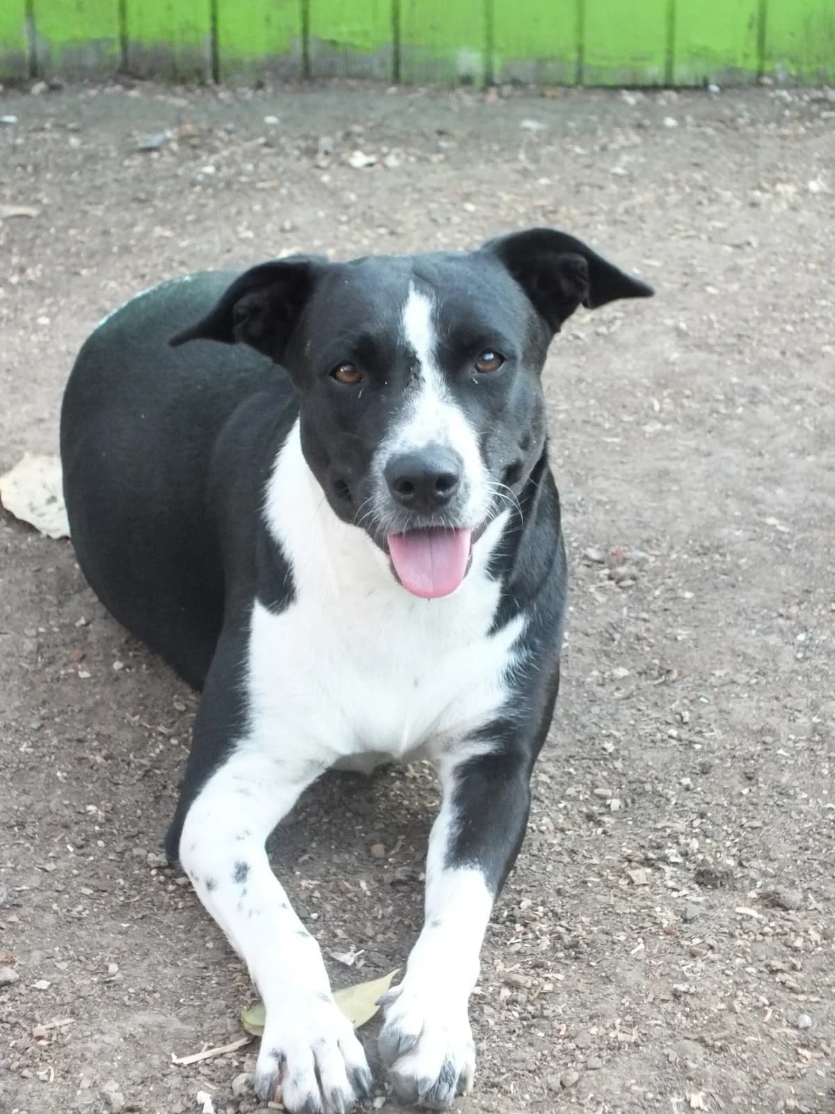 Ayla, young Mixed Breed for adoption at Stichting Pippi