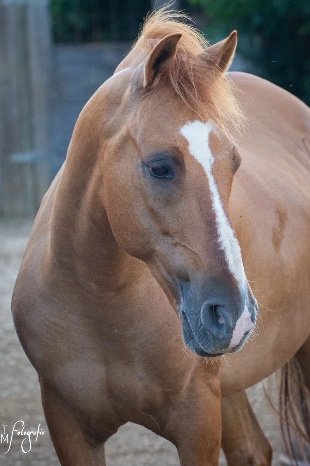 Capricho, male young Mixed Breed for adoption at Stichting Pippi