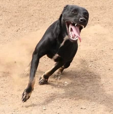 Jochie, 5yo Mixed Breed for adoption at Stichting Pippi