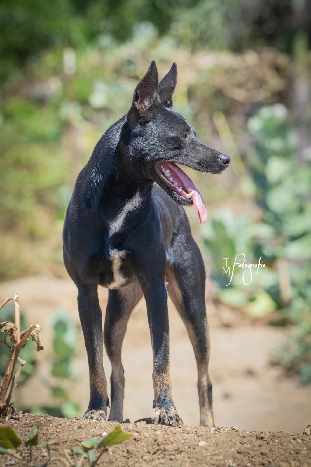 Jochie, 5yo Mixed Breed for adoption at Stichting Pippi